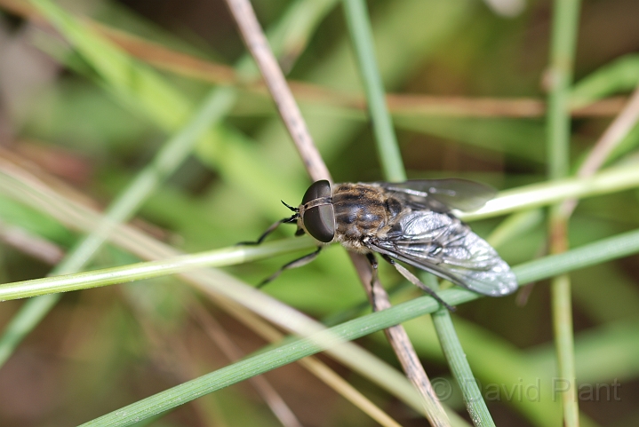 Band-eyed brown horsefly - A.JPG - Band-eyed brown horsefly - Cleeve Hill